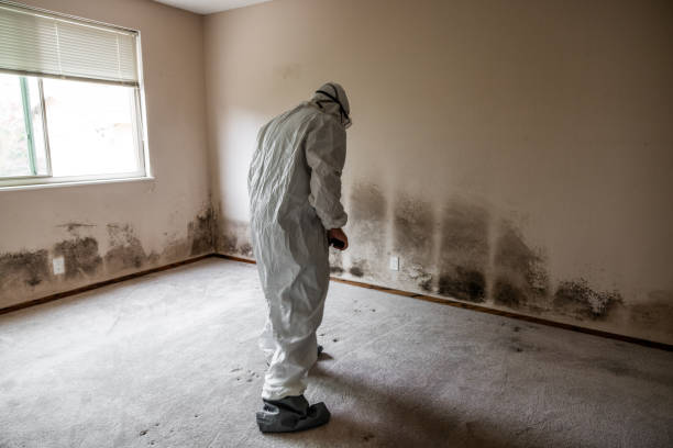 Mold Testing and Removal in Duluth, GA