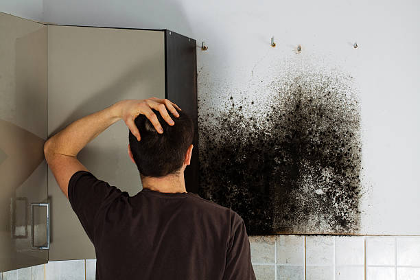 Office Mold Removal Services in Duluth, GA